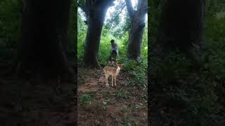 Deer Videos 🦌🦌 ❤️ 😍 🦌 · #shorts #shortvideo #shortvideos #viral Deer 🦌#deer #மான் # #love #animals