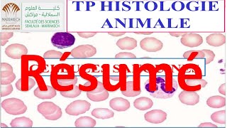 Résumé /TP histologie - CELLULES SANGUINES / svtu FSSM s1