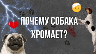 Почему собака хромает?