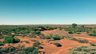 Big backyard for Camels