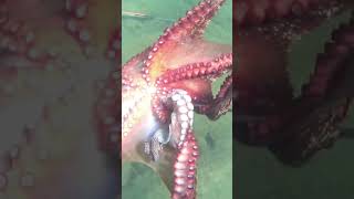 #aegean #cressi #fishing #fishingvideo #grecce #sea #spearfishing #2024 #octopus #pulpo