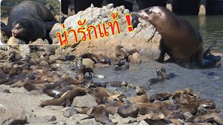 สิงโตทะเลในต่างประเทศเยอะมากๆ มันน่ารักมากๆ Sea Lions