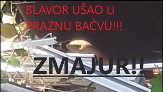 ZMAJUR UŠAO U BAČVU! BLAVOR