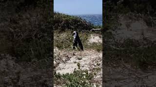 Pingüino del Cabo