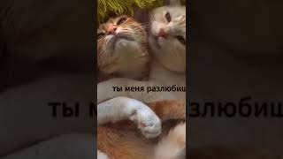 Котики в ленту. #мемасики #funny #картинки #barbie #юмор #мемы #memes #roflmemes #comedy #прикол