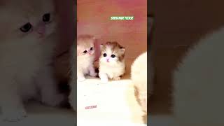 Cute cat #cat #animals #funny #cute #love #funny #viralvideo #viralshorts #shorts #catvideos