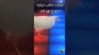 فکت جالب مورغ ها #2