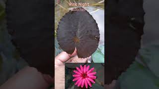 Identify Water Lily from Leaf#Shorts