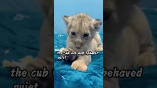 A man saves an abandoned lion cub and gives it a new lease on life #animals #shortsvideo #lion