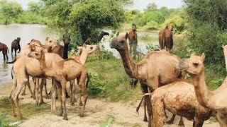 Camels at Chelhar Pond