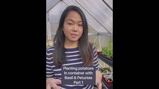 PLANTING POTATOES | Container | Companion Planting - Basil & Petunias | Part 1 | Potager Garden