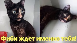 У ФИБИ умерла хозяйка, и она осталась совершенно никому не нужной кошкой.... Сжальтесь! Приютите!!!