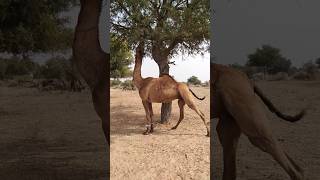 Longest camel jump to eat tree||Hungry camel||