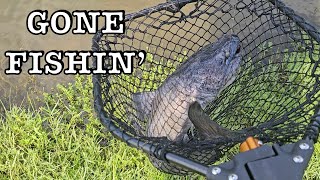 Gone Fishin': Catchin' Cats Left and Right