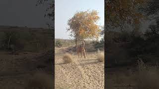 Camel in Tharparkar Desert