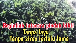 ⛔TANPA LAYU DAN STRES-TATACARA DAN WAKTU YANG TEPAT PINDAH BIBIT DARI TEMPAT SEMAIAN