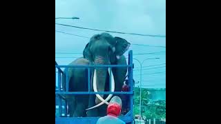 Muthu Raja Elephant Memories #muthuraja #elephant