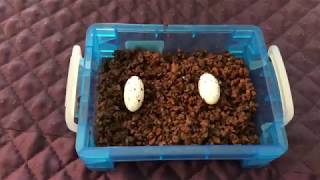 Crested gecko laid eggs