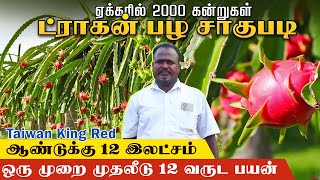 ஏக்கருக்கு 12 இலட்சம் |1 ஏக்கரில் ட்ராகன் பழ சாகுபடியில் அசத்தும் விவசாயி Dragon Fruit Farming