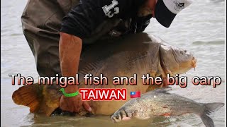 TAIWAN CARP AND MRIGAL FISH