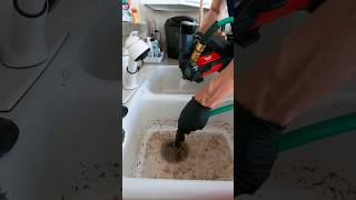 Unclogging a garbage disposal and drain line 🥕💦 #plumbing #plumber #shortsvideo