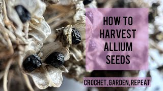 How to Harvest Allium Seeds 🧅 Crochet, Garden, Repeat