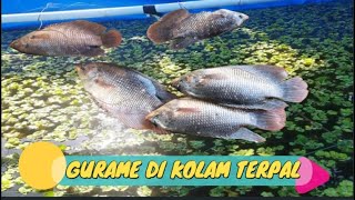 AIR KOLAM BEKAS RENDAMAN DEDAUNAN - BUDIDAYA GURAME DI KOLAM BETON