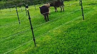 Miniature Donkey Track