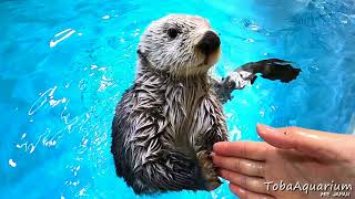 〔鳥羽水族館〕ラッコのエサやり体験風動画です。（キラちゃんver）Keeper's CAM at feeding Kira, the sea otter