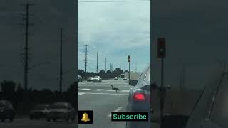 Canada geese crossing road And  drivers are waiting for geese to cross .so cute Funny animals video.