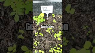 We have germination: Spicy lettuce #containergardening