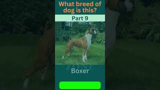 🐾 Guess the Breed Challenge! Part - 9 🐶| Dog Breed  | Dog Lovers