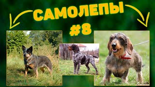 Собаки из полимерной глины #8 | Самолепы