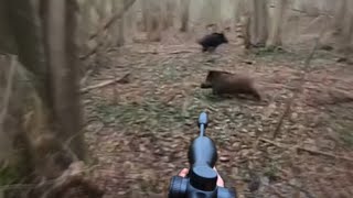 DOUBLÉ DE SANGLIERS EN BATTUE - CHASSE PASSION