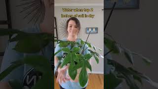 Florida Green Philodendron Care tips #shorts #plants #plantcare #houseplants