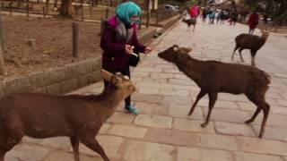 NARA'DA SOKAK GEYİKLERİ || JAPONYA'DA OKUYORUM