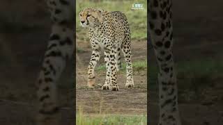 #shorts Cheetah Our Masai Mara Capture #cheetah #masaimara #wildlife #wildanimals