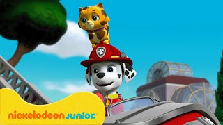 PAW Patrol : La Pat' Patrouille | Pat'Patrouille à la rescousse d'animaux échappés | Nickelodeon Jr.