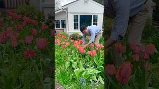 Easy to Grow Tulips from Bulbs to Bouquet