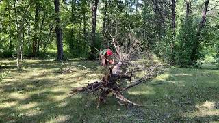 Delimbing Red Cedar Tree with Stihl Chainsaw | Precision in Action!