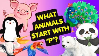 Alphabet Animal Start with the Letter P [English]  : Peacock, Panda, Parrot, Polar Bear, Pelican