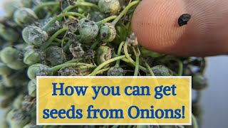 How to get seeds from Onions?