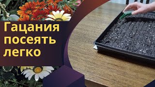 Гацания. Посеять легко.