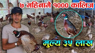 कालीज पालेर ७ महिनामै ३५ लाखको ब्यापार ||  Pheasant Farming in Nepal || Rabilal