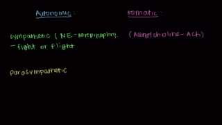 Autonomic vs Somatic Nervous Systems