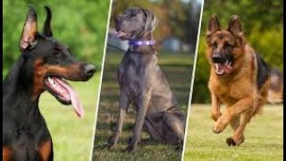 Most Dangerous Breeds Of Dogs In planet World