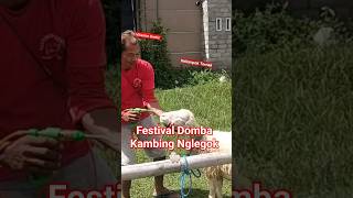 Vitamin Gratis Festival Domba Kambing Nglegok