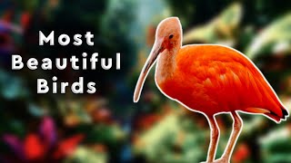 Most Beautiful Birds in the World - Stunning Bird Species Compilation