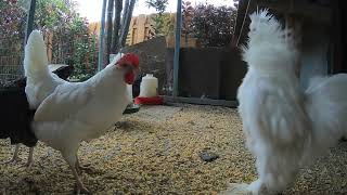 Chickens On A Rainy Day Fun Relaxing Video! Hens And Roosters!