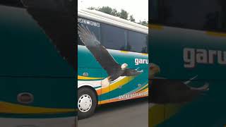 Bis GARUDA MAS jetbus 3 SHD berangkat menuju purwodadi #bismaniacomunity #videoshort